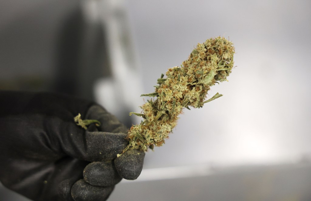 Featured image for "DeSantis Claims Florida Voters Will Reject 'Radical' Marijuana Ballot Measure, Despite Supreme Court Ruling"