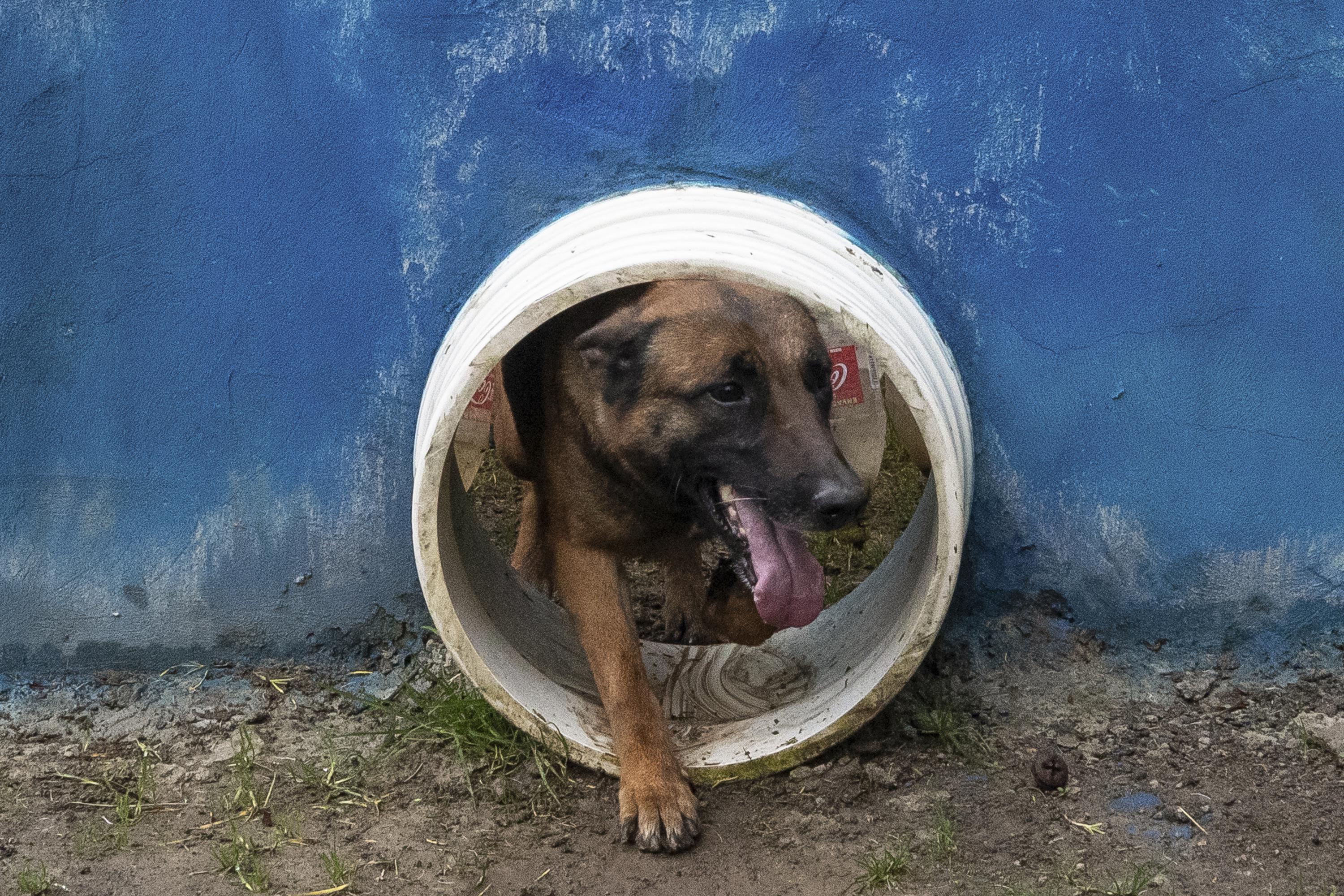 Featured image for Colombian military seeks heroic dog who aided in Amazon jungle rescue.