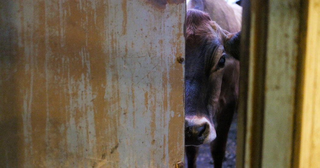 Featured image for Bird Flu Risks and Transmission on Dairy Farms