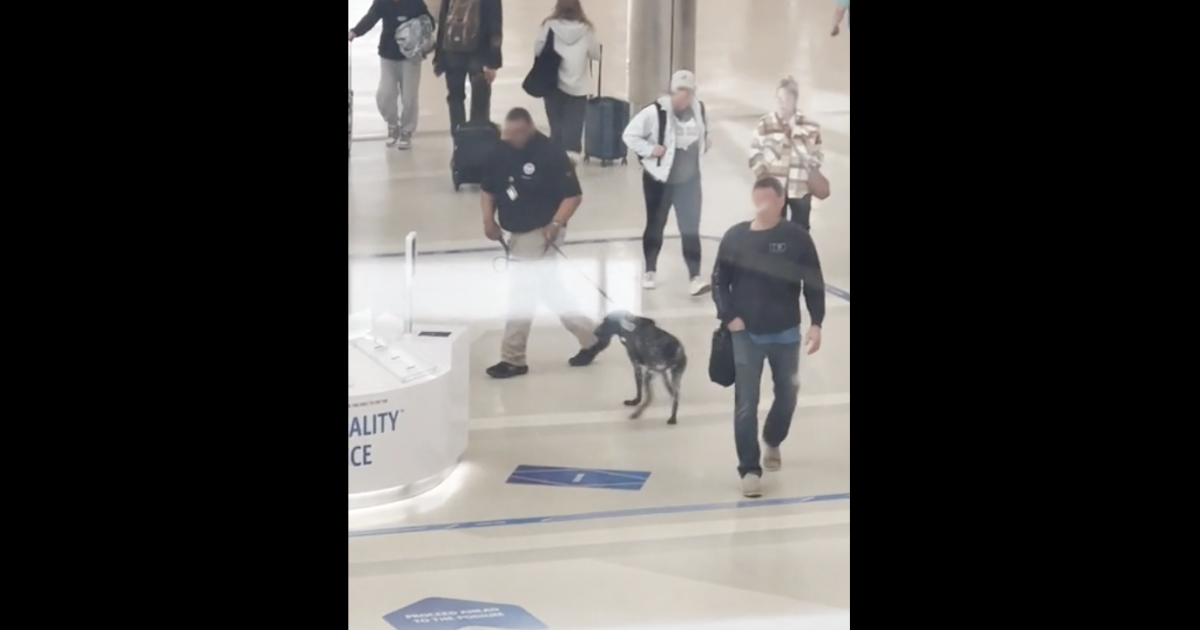 TSA Investigates Aggressive Handling of Bomb-Sniffing Dog at Michigan Airport.