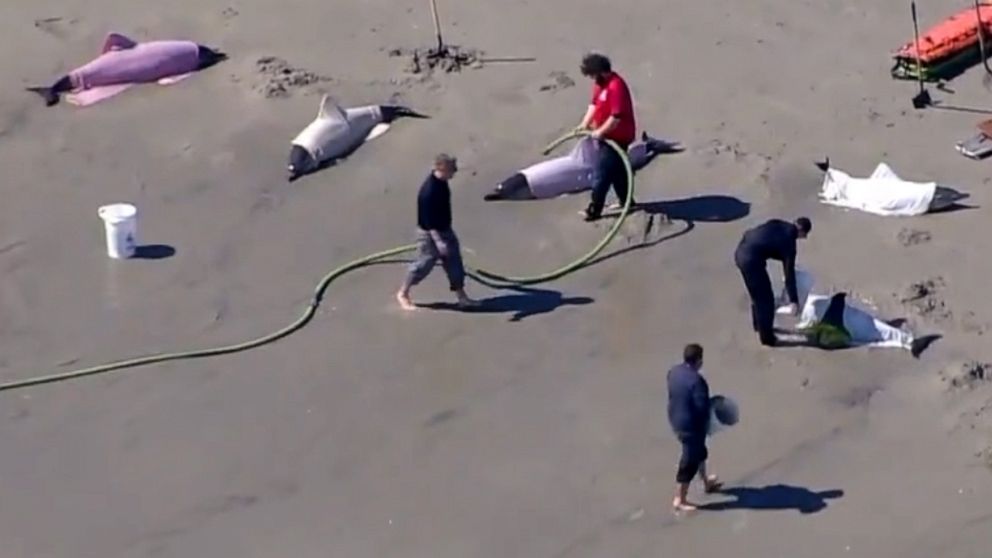 Featured image for "8 dolphins dead in New Jersey beach stranding event"