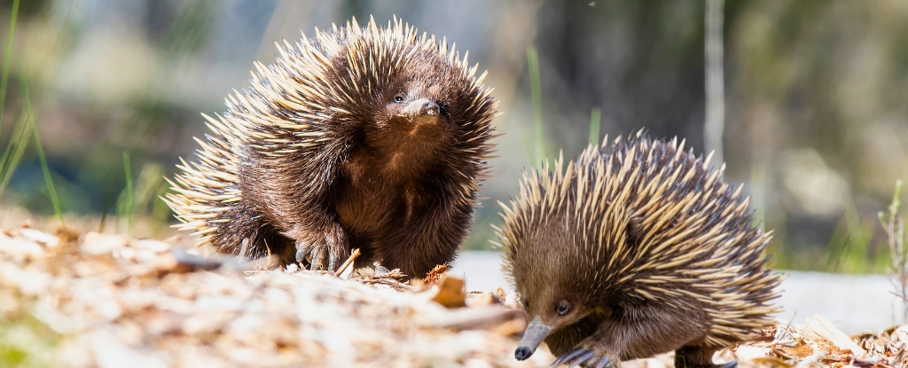 Featured image for First-ever Recording of Echidnas Communicating Unveiled by Curtin University Researchers