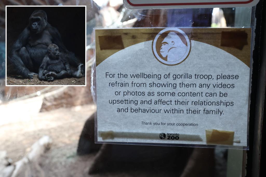 Featured image for Toronto Zoo Appeals for Visitors to Stop Showing Cell Phone Videos to Gorillas