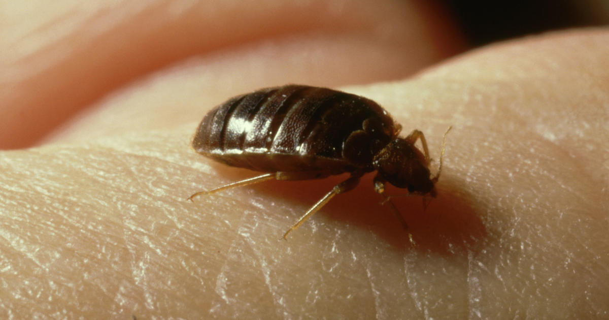 "Paris Bedbug Outbreak: Expert Tips for Travelers and Homeowners"