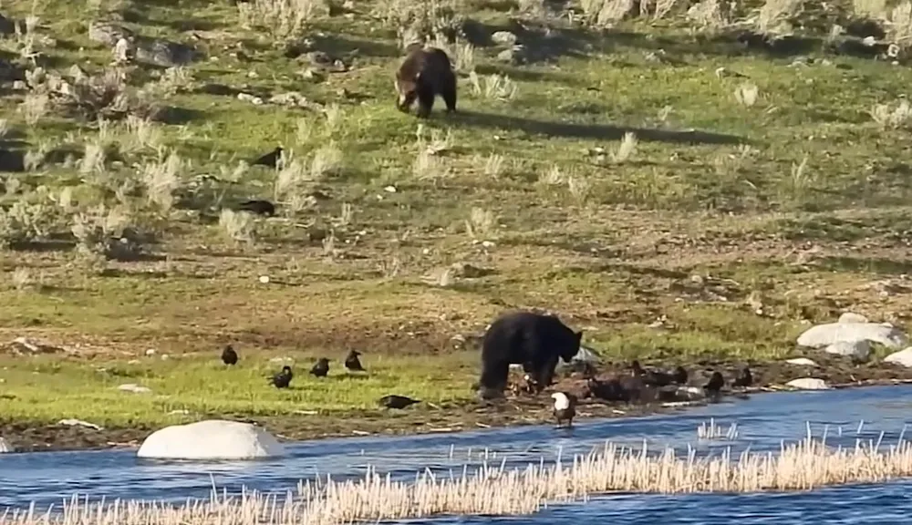 Epic Battle: Black Bear vs. Grizzly Clash in Yellowstone