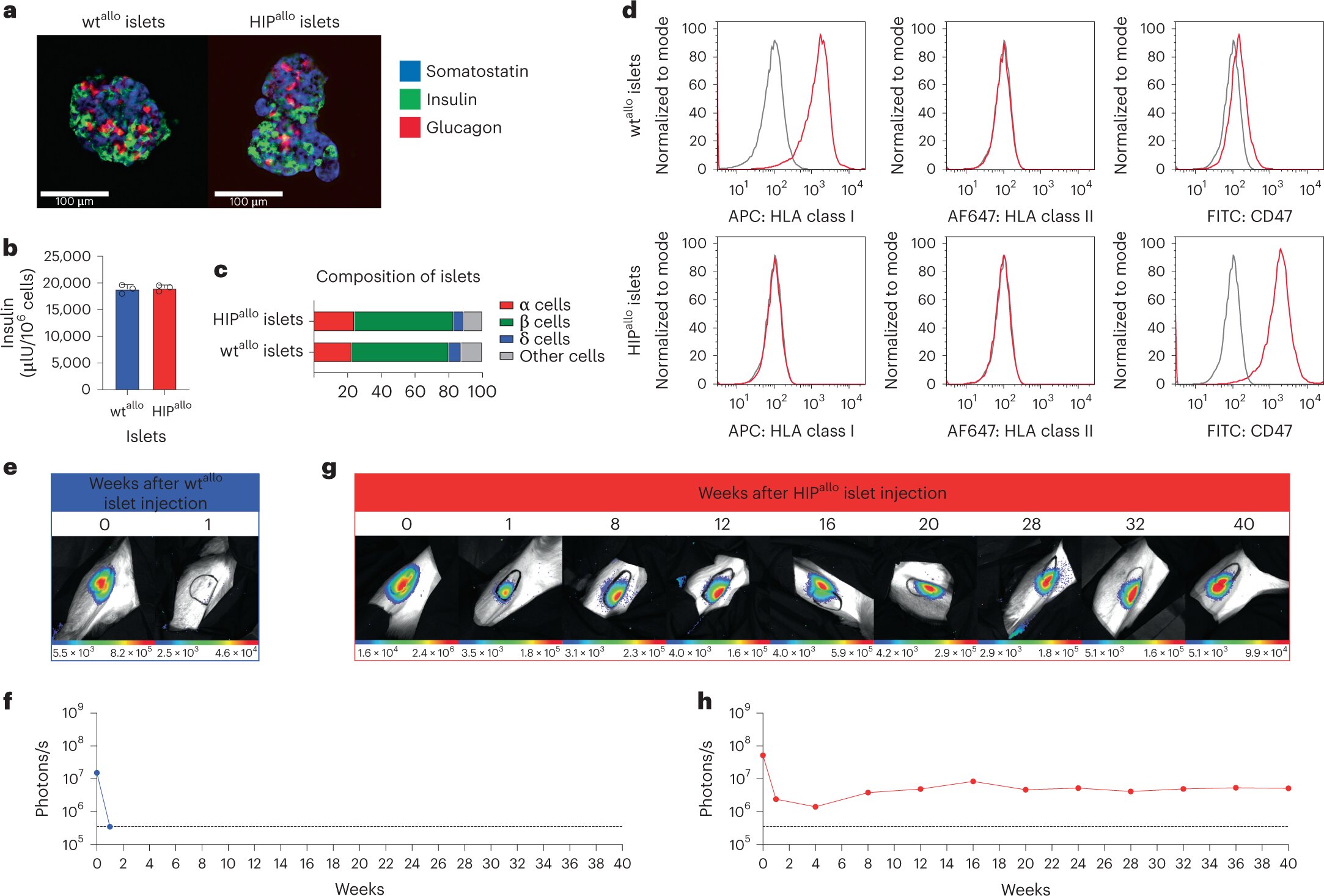 Revolutionary Stem Cell Delivery Method Unlocks Potential for Regenerative Medicine