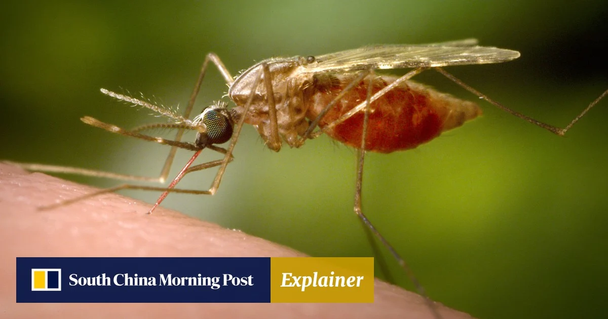China Faces Rising Chikungunya Cases Amid Mosquito Control Efforts