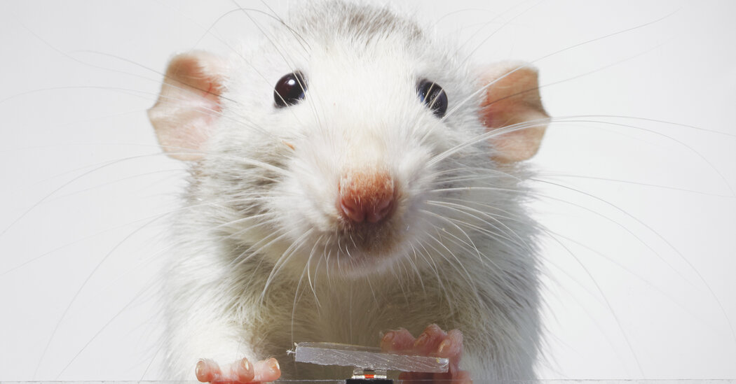 "Rats Embrace Selfies in Surprising Trend"