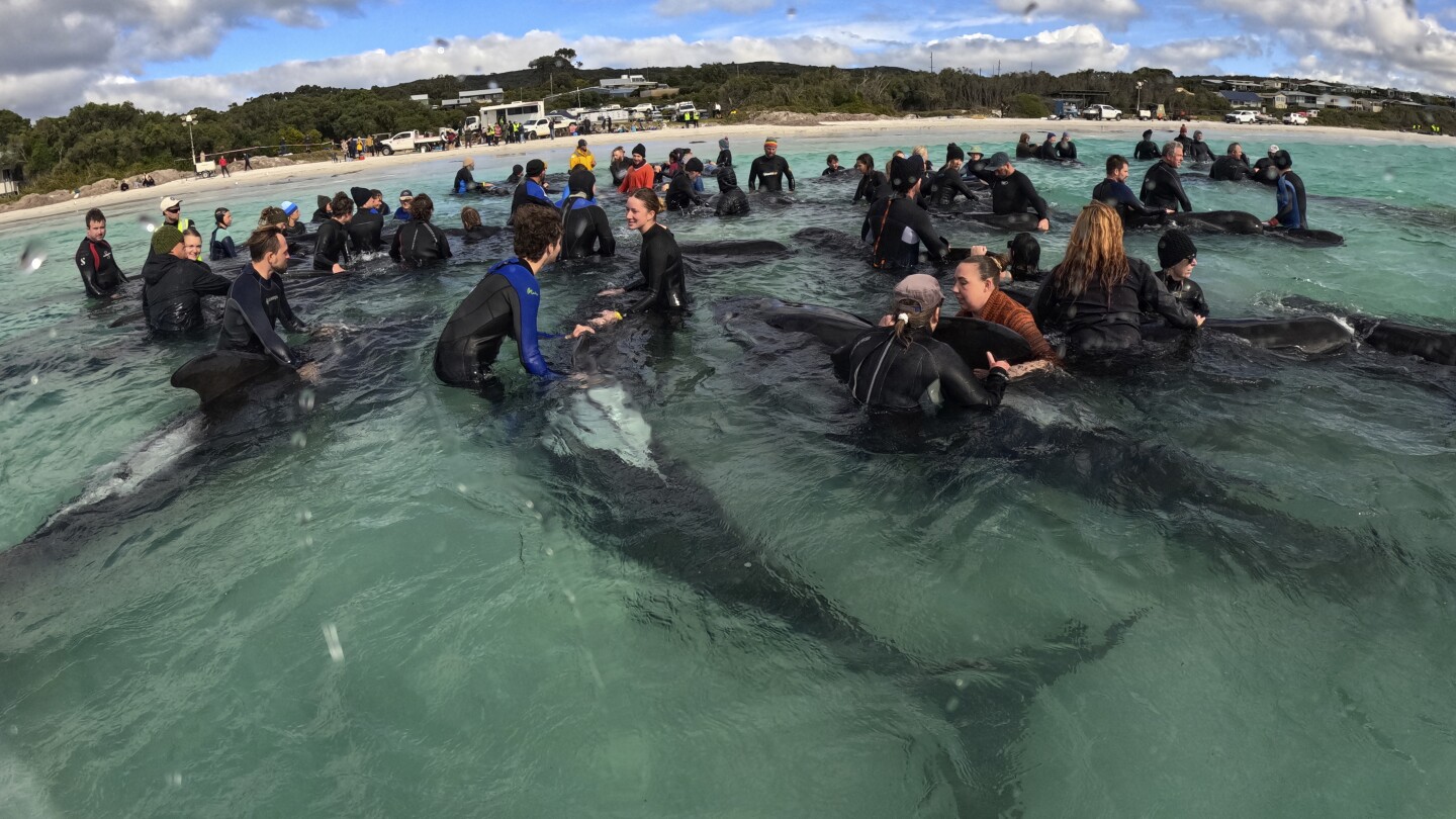 Featured image for Race Against Time: Volunteers Struggle to Save Beached Whales in Australia as Death Toll Rises