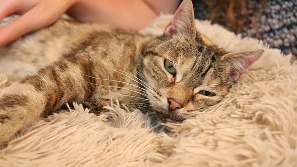 Featured image for "Bella the Cat Sets Record for Loudest Purr, Loves Being the Center of Attention"