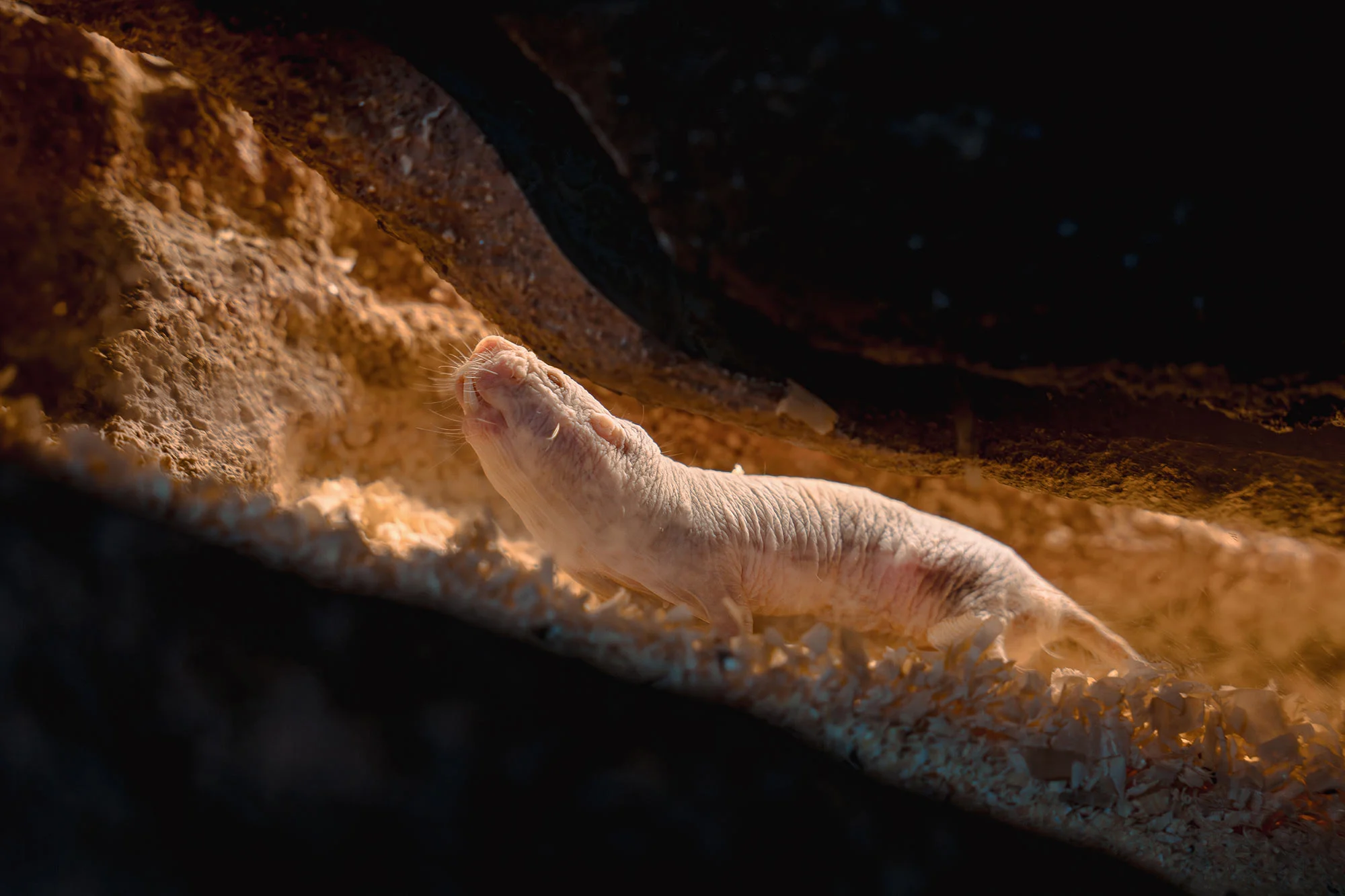 Featured image for Naked Mole Rats' DNA Repair Secrets Could Unlock Human Longevity