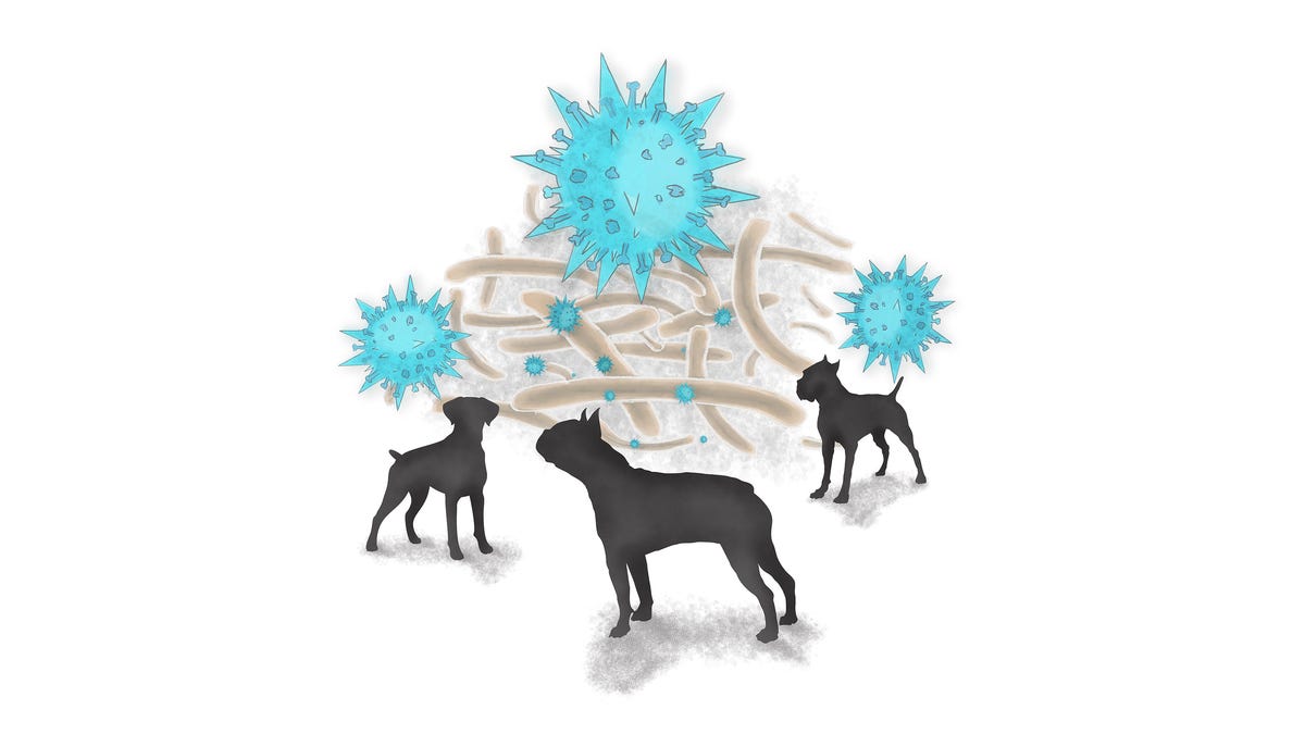 Featured image for Unraveling the Mystery: Investigating the Spreading Dog Respiratory Illness in the US