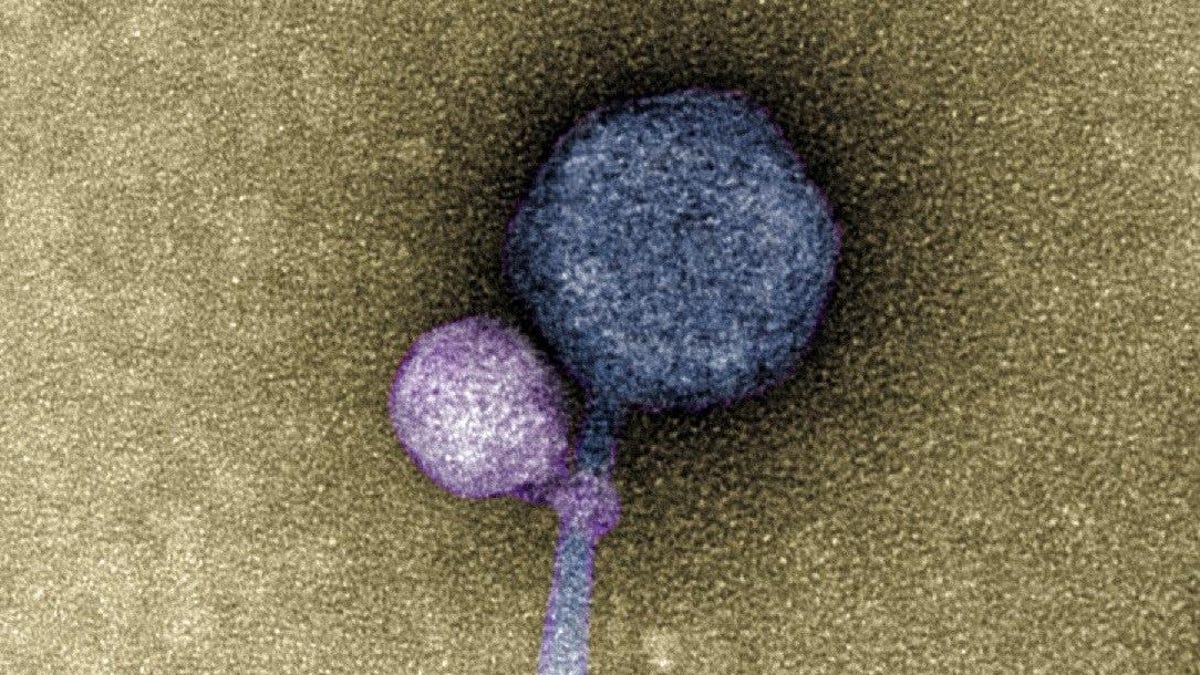 Viral Vampires: How Viruses Feed on Each Other for Survival