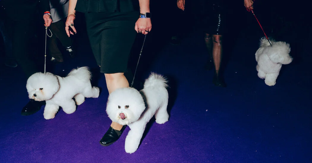 Backstage at Westminster’s 150th: Grooming, Glamour and Canine Prep