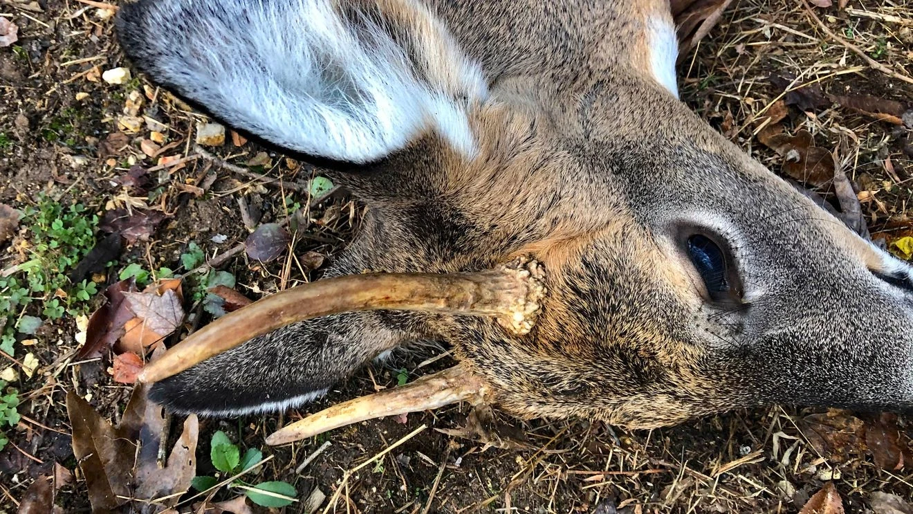 Featured image for Chronic Wasting Disease Spreads Further in Tennessee