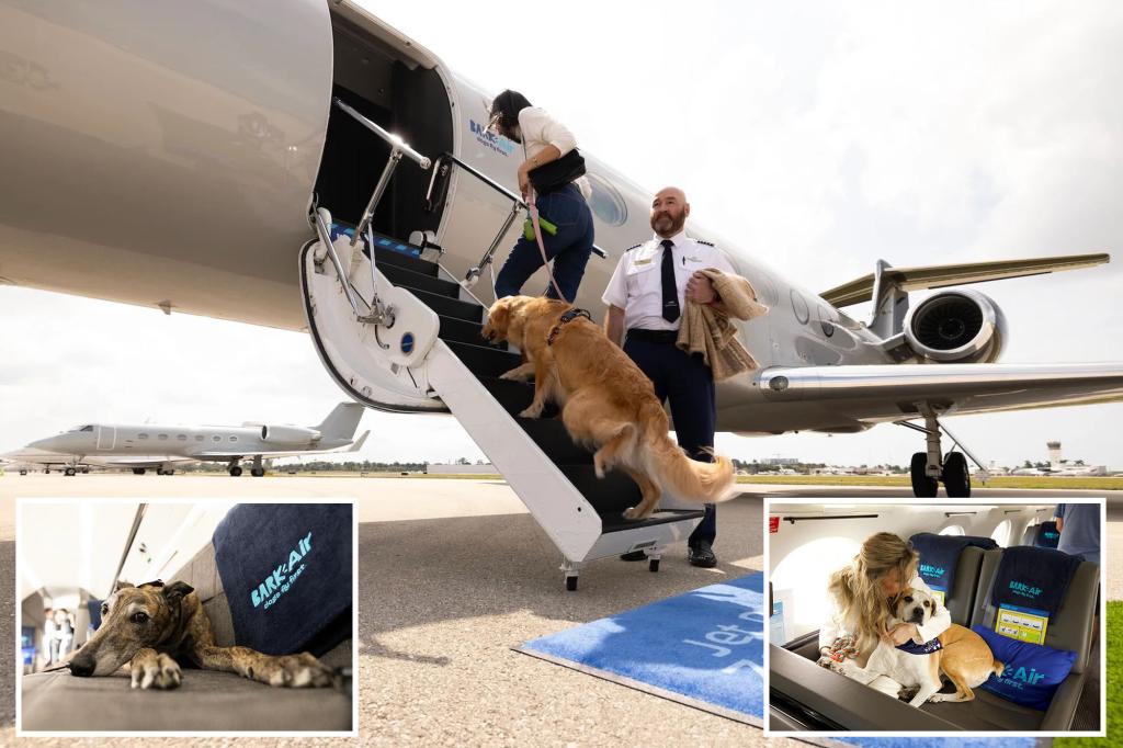 Featured image for "BARK Air: The Ultimate Luxury Airlines for Dogs"