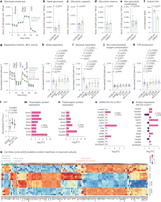 Featured image for DDHD2's Role in Supplying Saturated Fats for Brain Energy and Function
