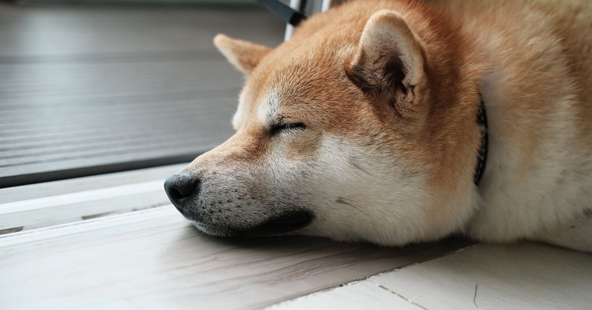 Twitter's Adoption of Doge Logo Sends Dogecoin Futures and Value Soaring.