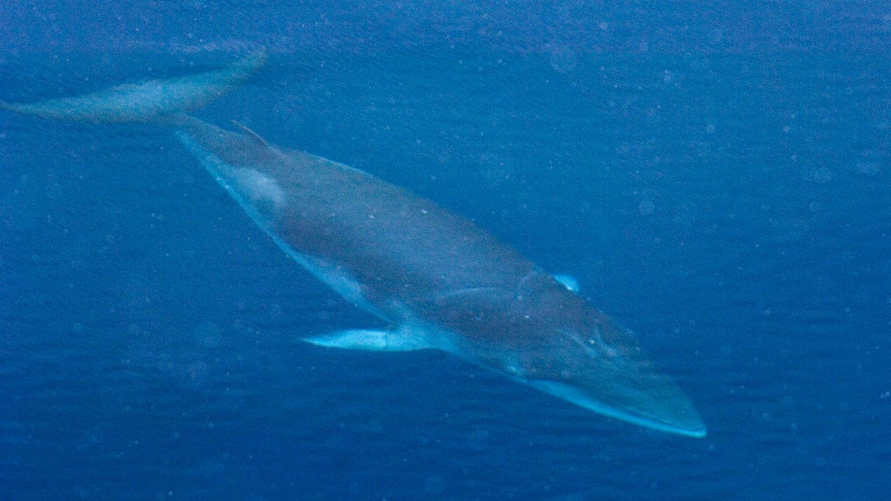 Featured image for Size Matters: Only Large Whales Can Lunge-Feed Successfully