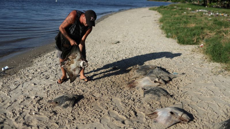 Featured image for Mass Stingray Deaths on Brazilian Beach