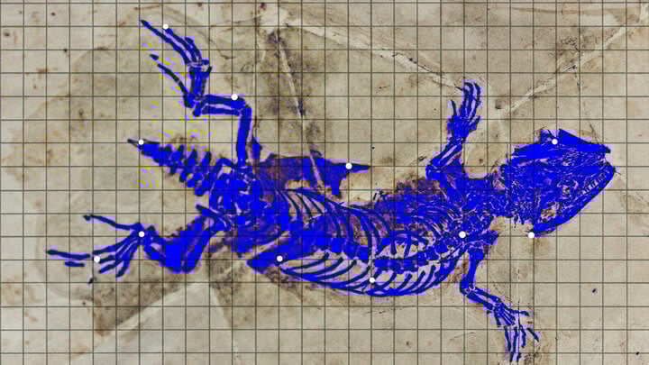 Featured image for "Scientific Fraud Uncovered: 280-Million-Year-Old Fossil Revealed as Paint"
