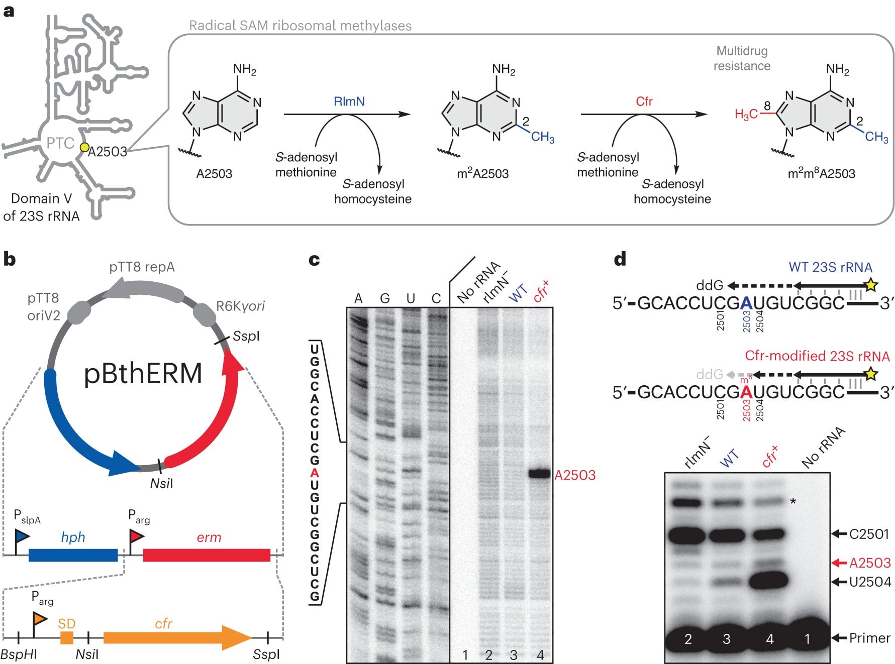 Featured image for "Breakthrough: Scientists Develop Synthetic Antibiotic to Combat Drug-Resistant Superbugs"