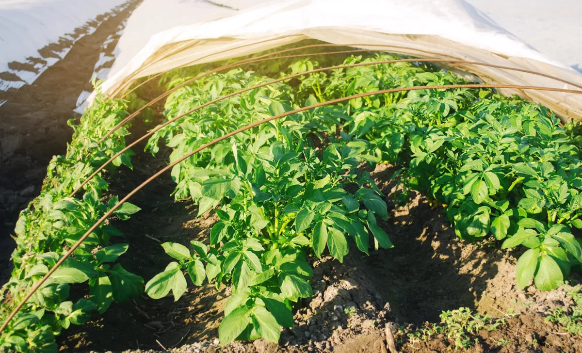 "Breakthrough Ultra-Thin Film Revolutionizes Farming"