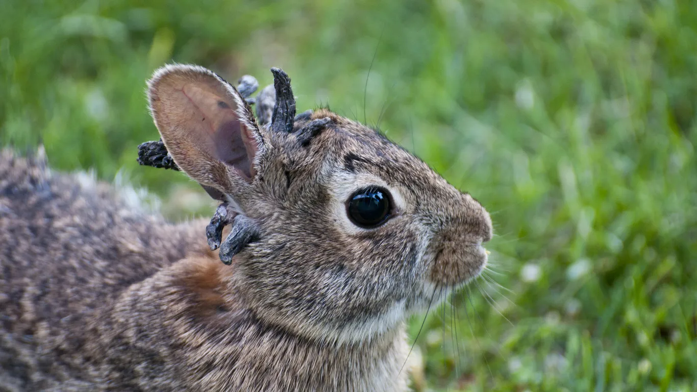 Featured image for Colorado's 'Frankenstein' Rabbits Grow Horns and Tentacles, Experts Explain