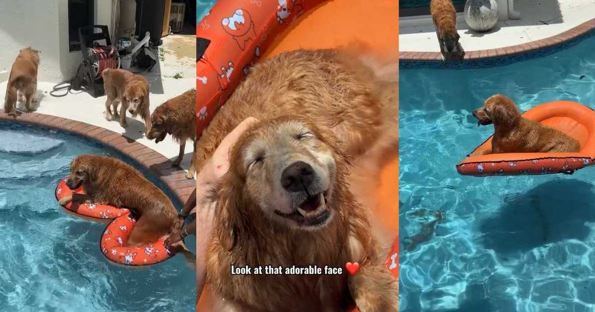 Featured image for Golden Retrievers Love the New Pool Floatie