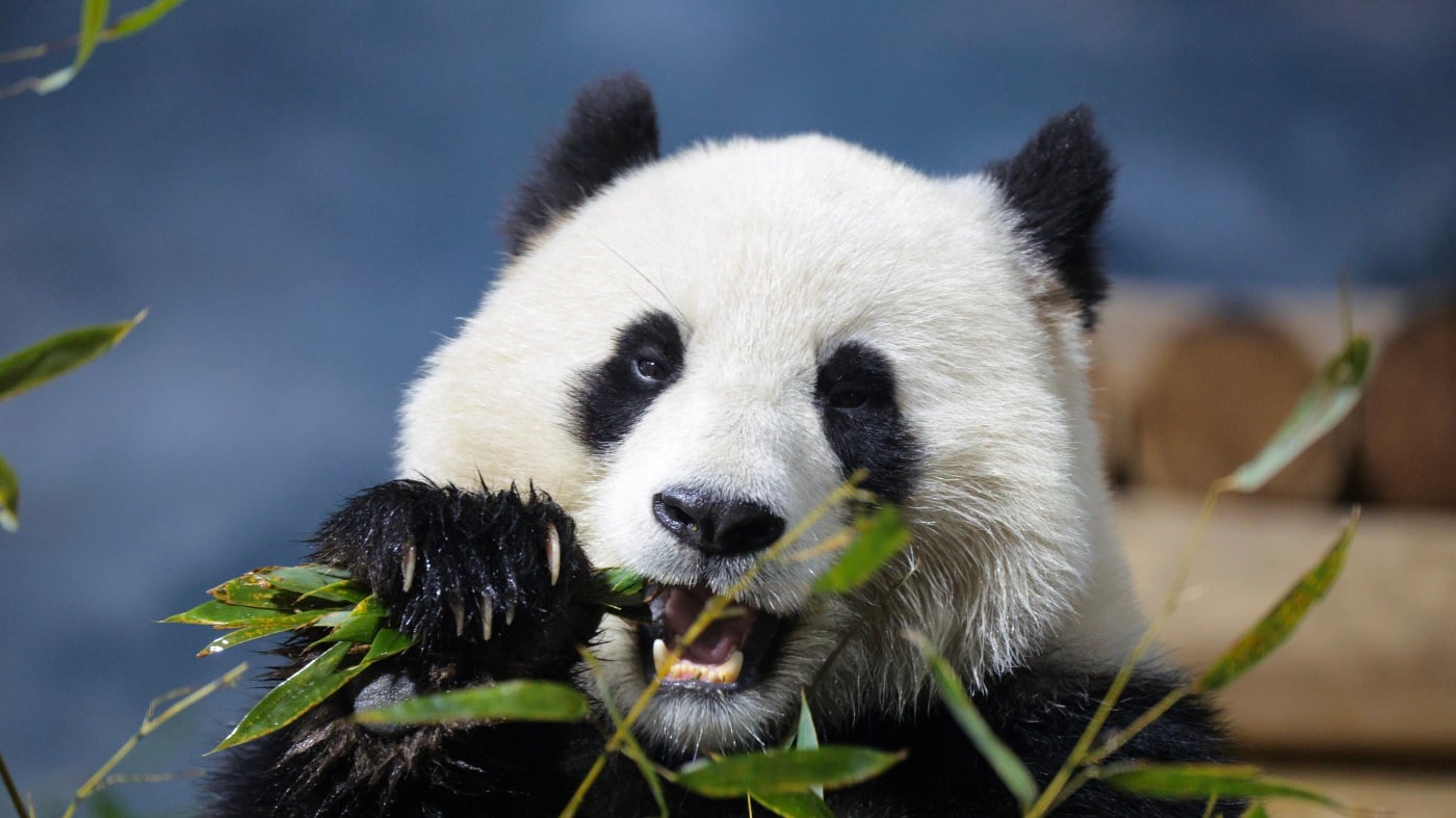 Featured image for Smithsonian Museums and National Zoo Close Amid Ongoing Government Shutdown