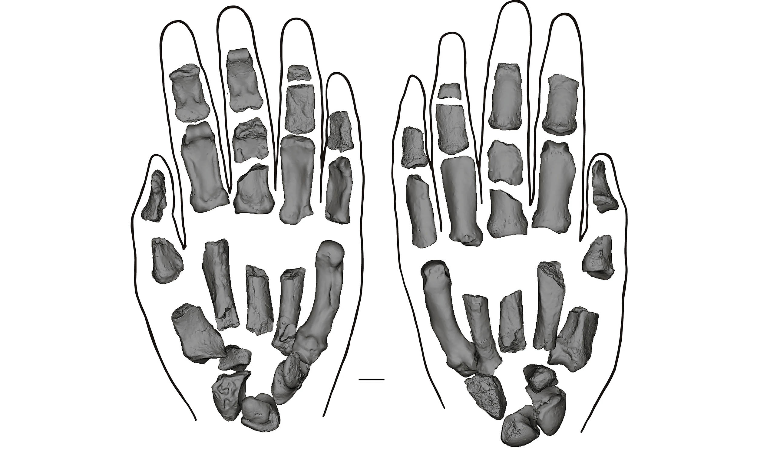 Featured image for Ancient Fossils Unveil Human Evolution and Tool Use