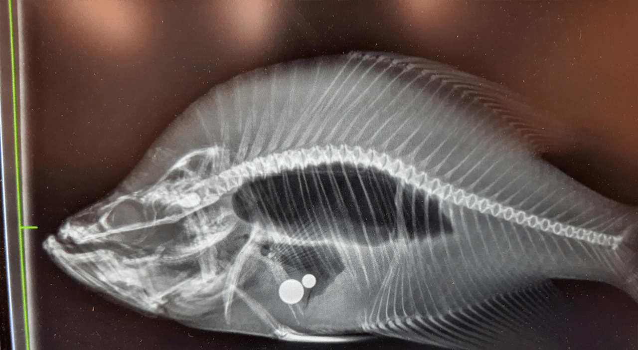 "Kansas State Record Crappie Disqualified for Steel Weight Tampering"