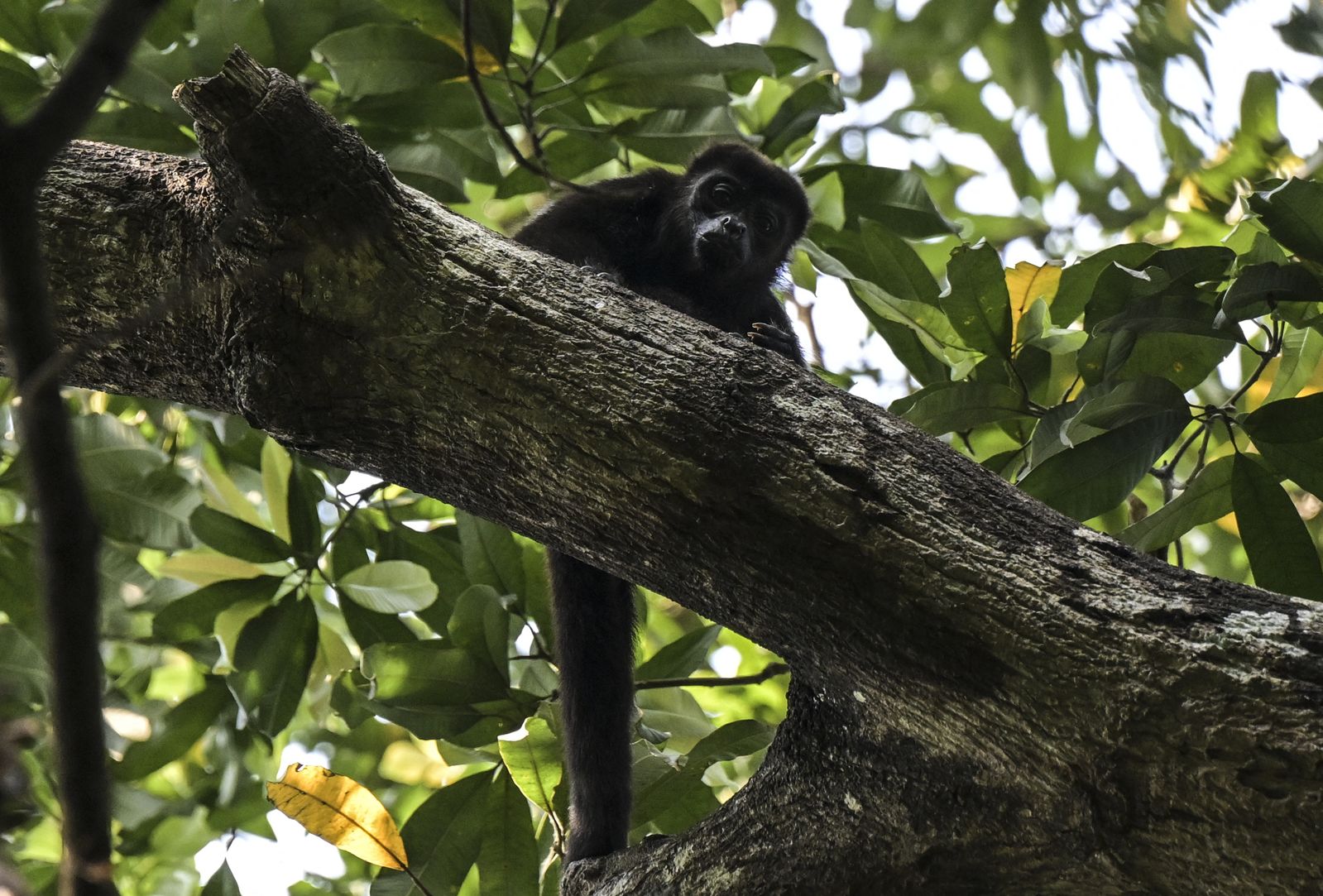 "Fatal Heatwave: Mexico's Howler Monkeys Plunge from Trees"