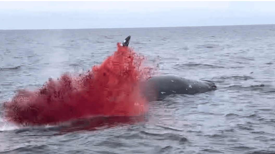"Explosive Whale Carcass Shocks California Coastline"