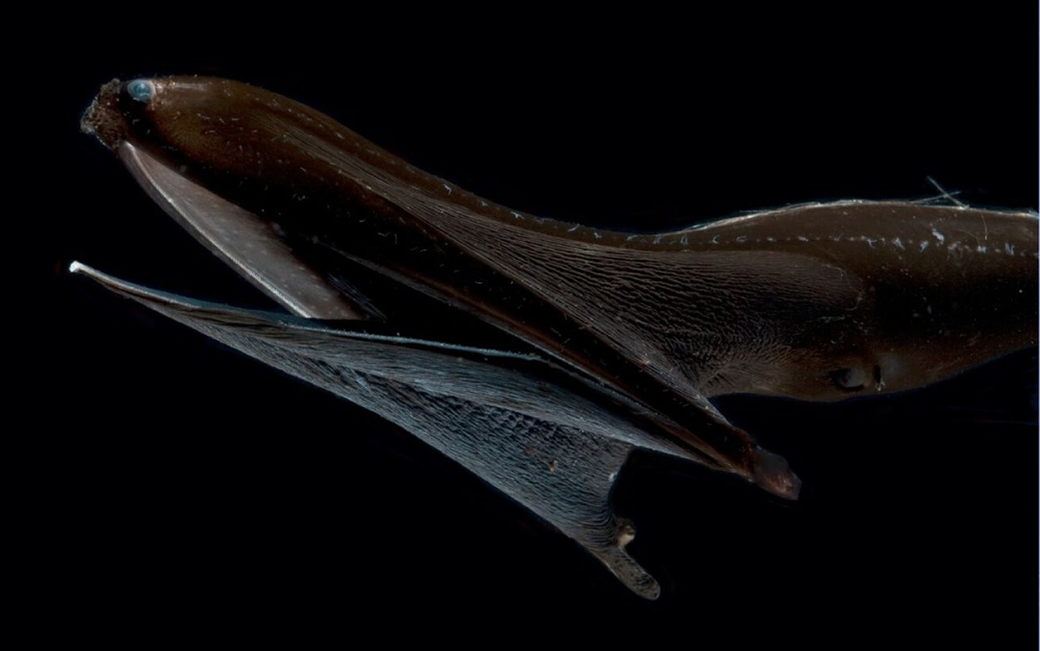 "The Mystery of Ultra-Black Eels' Strange Skin Finally Solved"