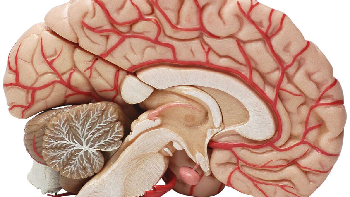 Featured image for The Science Behind Near-Death Experiences: Brain Activity Reveals a 'Hot Zone' Surge.