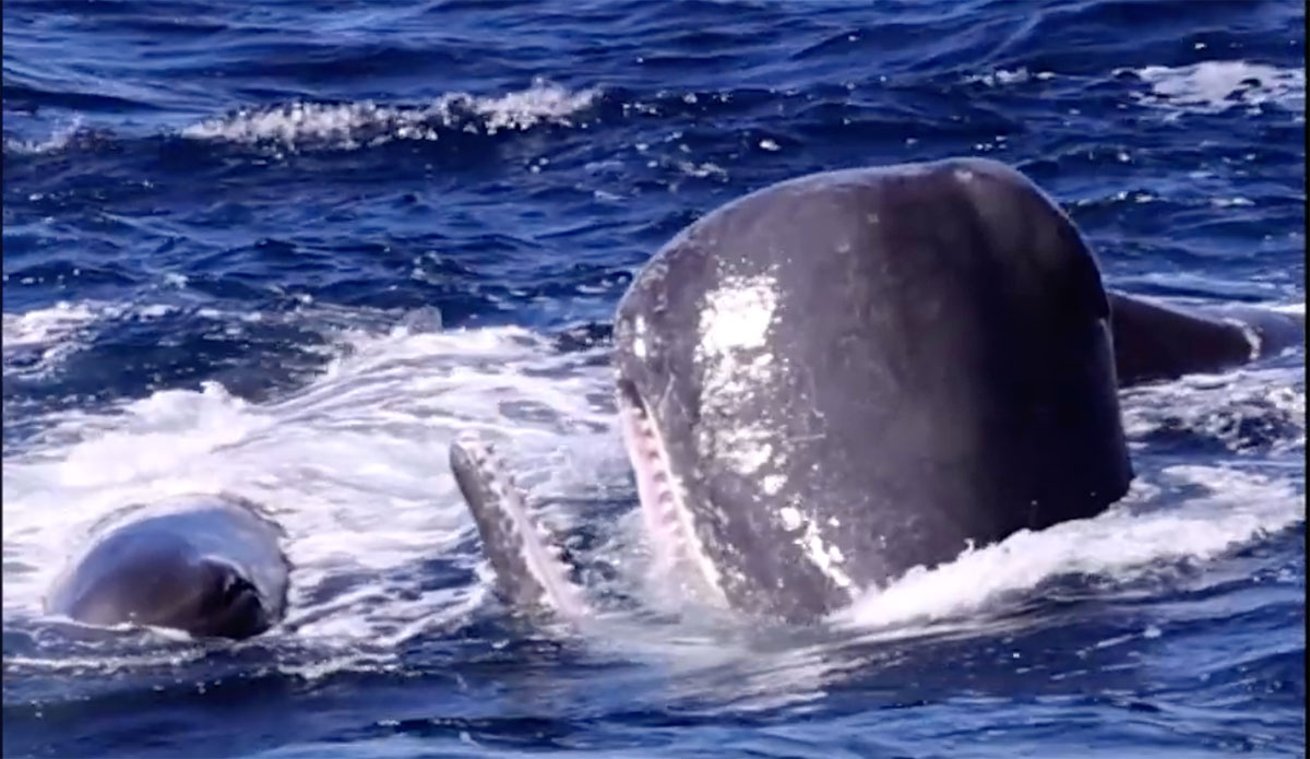 "Sperm Whales' Unconventional Defense: Using Giant Poop Bombs to Thwart Orca Attacks"