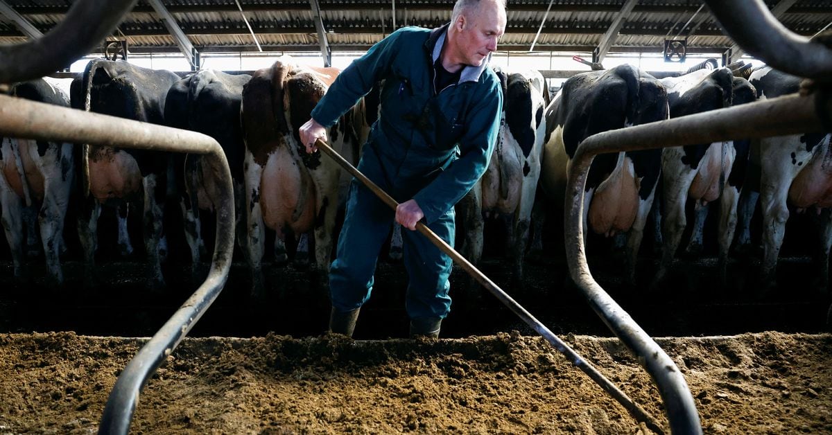 Featured image for Dutch Farmers' Protest Party BBB Shakes Up Political Landscape with Election Win.