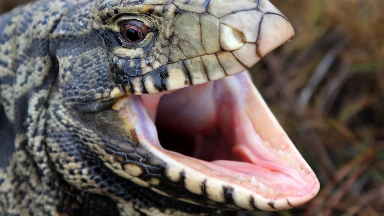 Featured image for Unregistered Giant Lizard Found Under Athens Porch Raises Concerns in Georgia