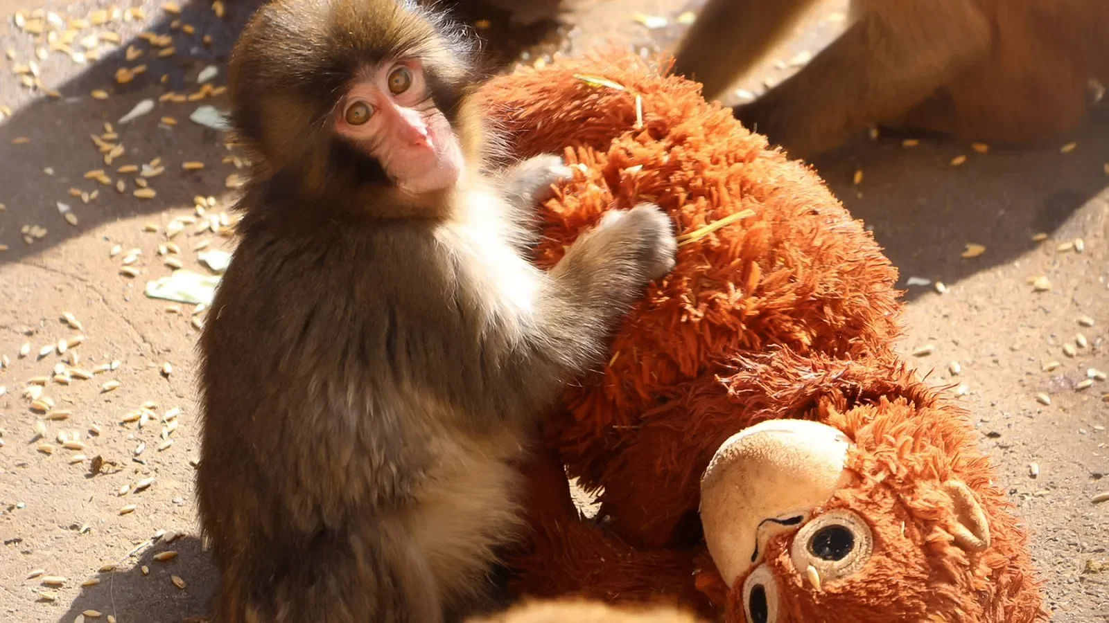Punch the Monkey: Viral Star at Ichikawa Zoo Wins the Internet’s Heart