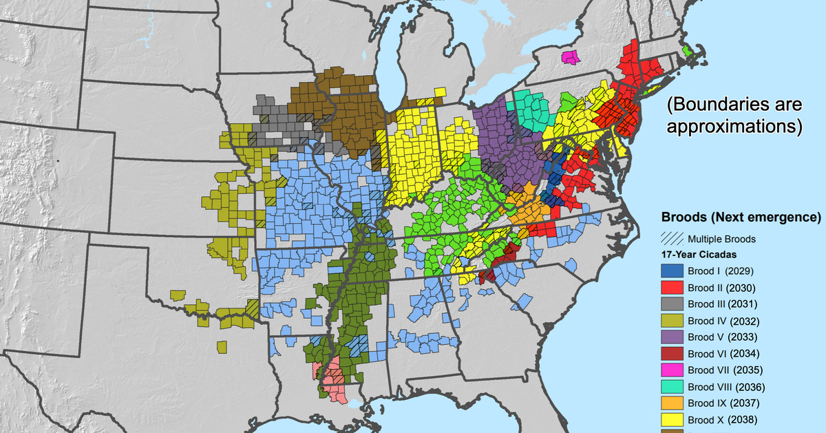 2024 Cicada Invasion: What to Expect and Where
