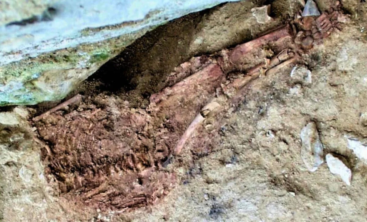 28,000-Year-Old Lapedo Child Re-dating Narrows Neanderthal Hybrid Debate