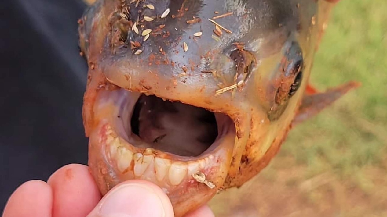 Oklahoma Boy Discovers Piranha Relative in Backyard Pond