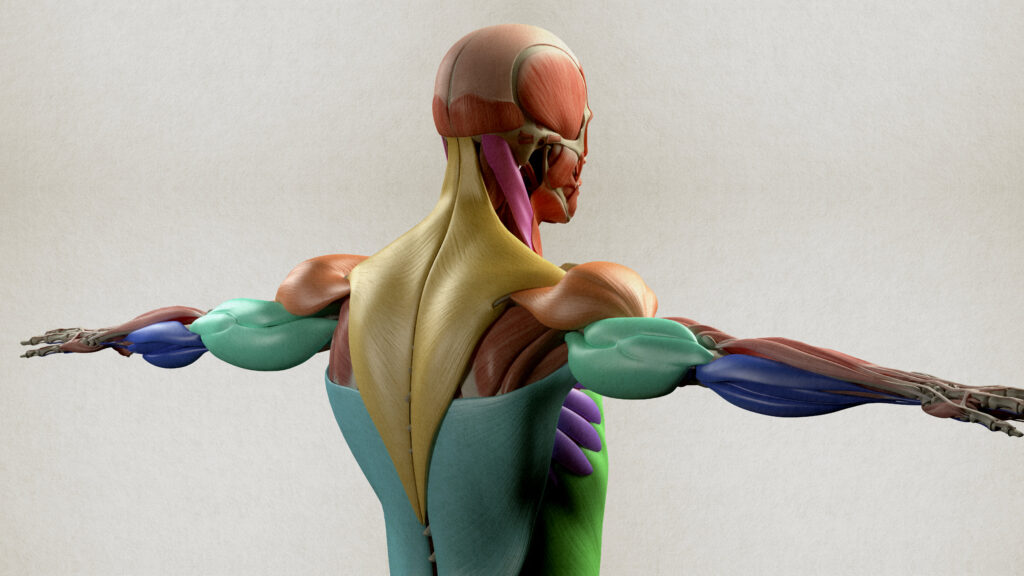 Featured image for The Rise of Weight Loss Drugs and Their Impact on Fitness Stocks