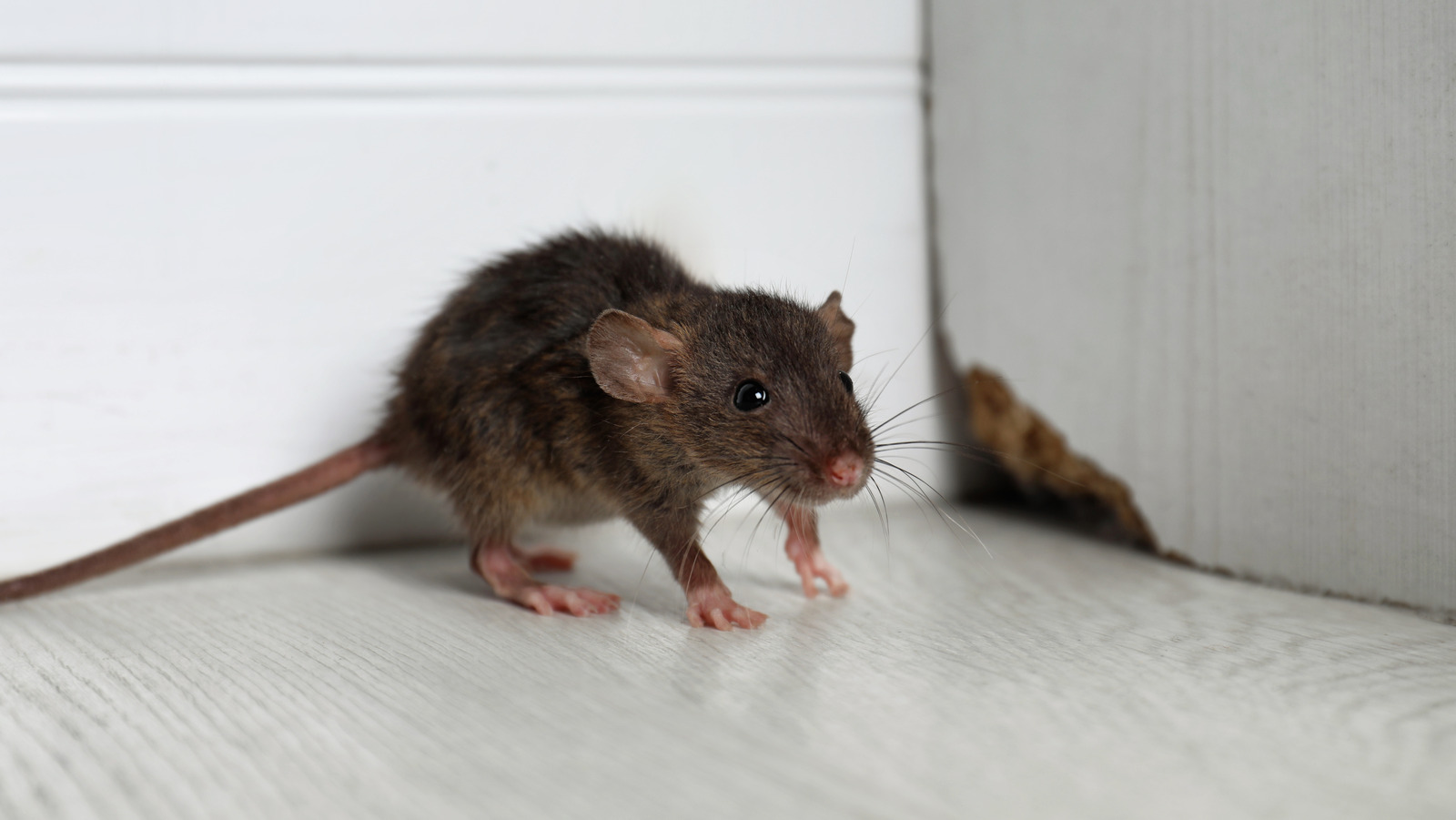 "Kitchen Staple: The Secret to Mouse-Free Homes"