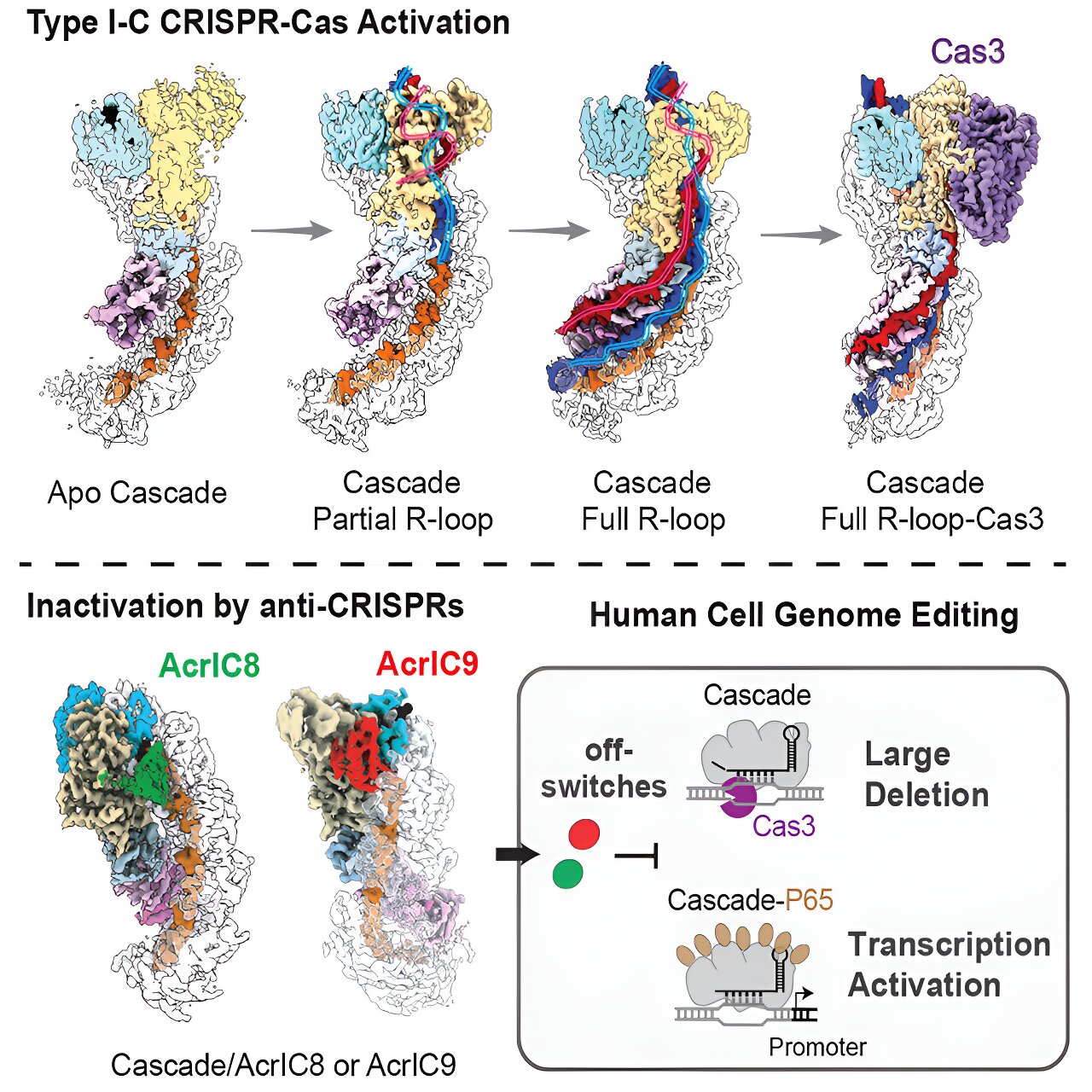 Featured image for "Regulating Genome Engineering: The Role of Anti-CRISPR Proteins"