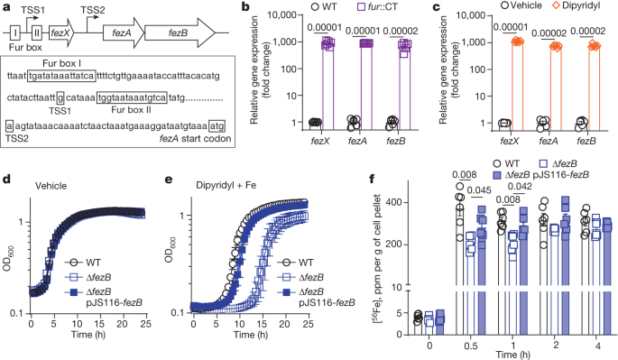 Featured image for "Fighting Nutritional Immunity: Clostridioides difficile's Ferrosome Organelles"