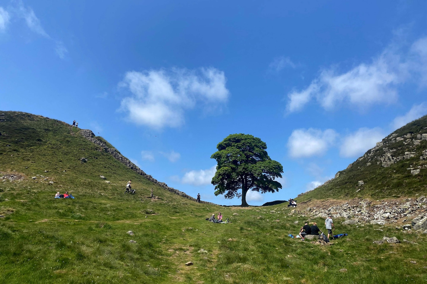 Featured image for "Experts optimistic about regrowth of England's iconic Sycamore Gap tree after cutting incident"