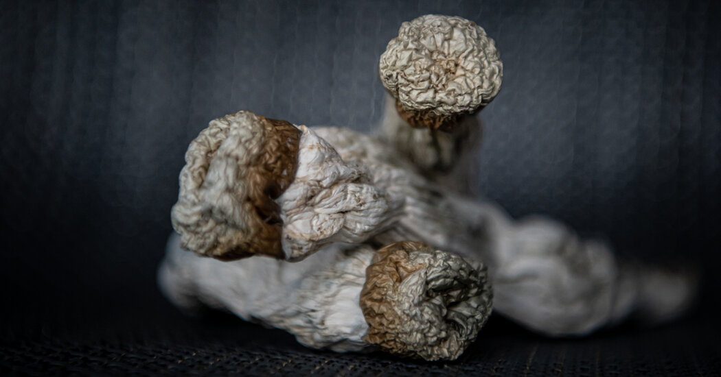 Featured image for Minneapolis Mayor Jacob Frey Embraces Psychedelic Drug Decriminalization