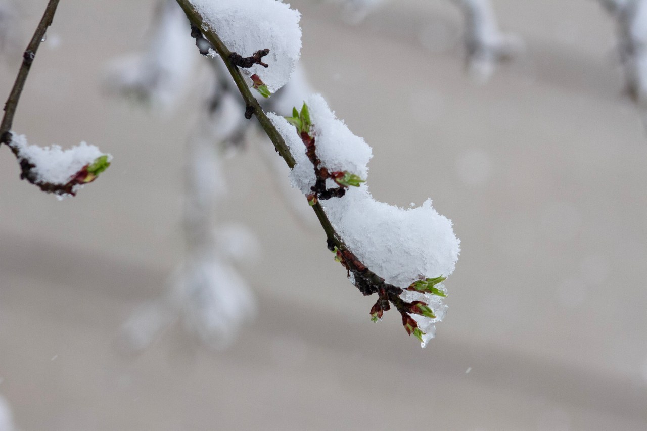 Featured image for "Colorado Braces for Heavy Snow and Blizzard Conditions, Impacting Monday Morning Commute"